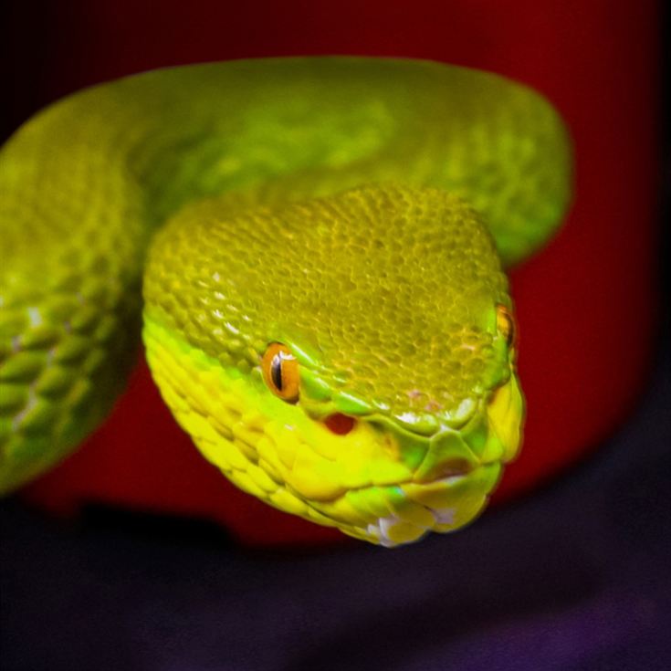 Venomous Snake Tour  product image