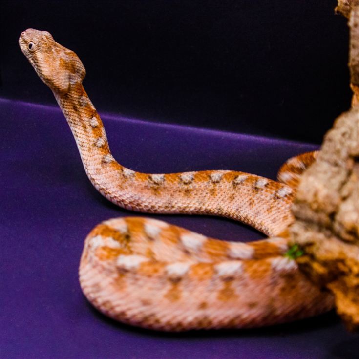 Venomous Snake Tour  product image