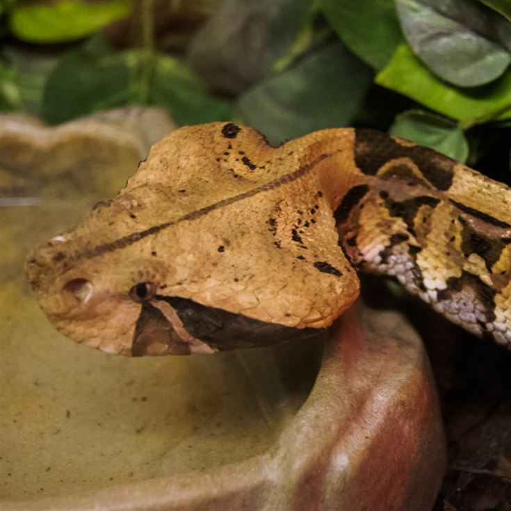 Venomous Snake Tour  product image