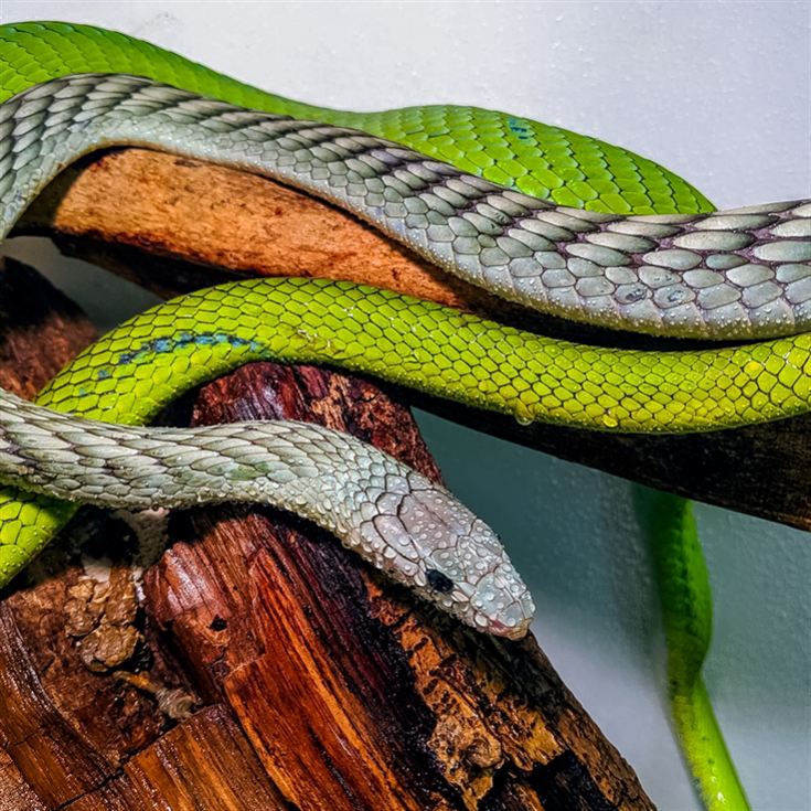 Venomous Snake Show product image