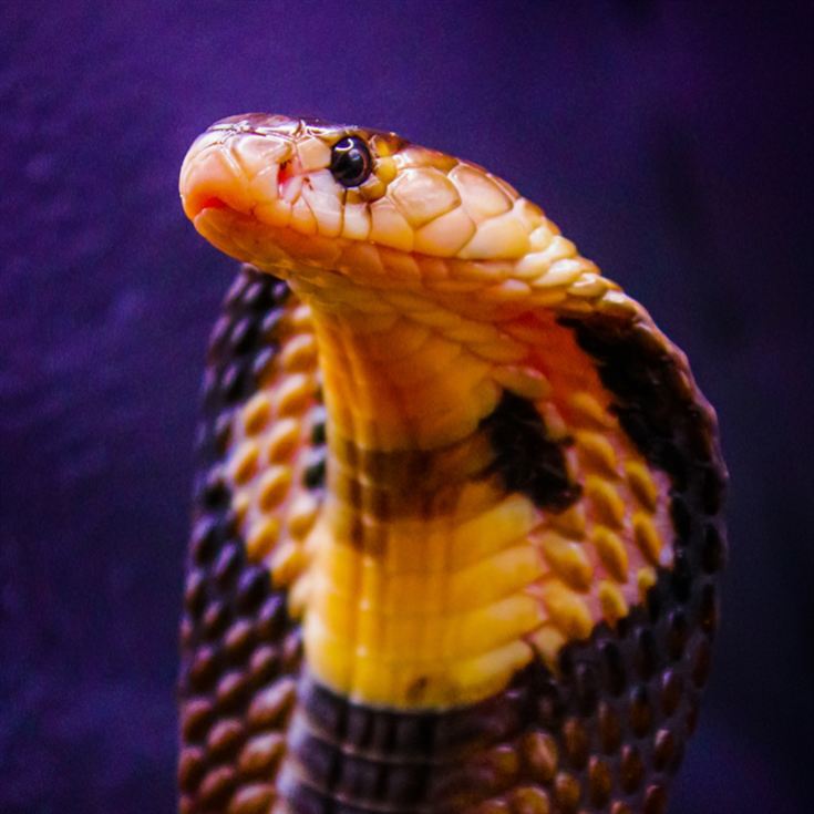 Venomous Snake Show product image