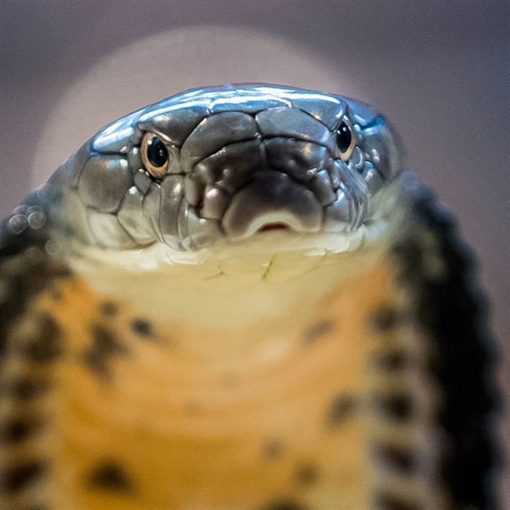 Venomous Snake Show product image