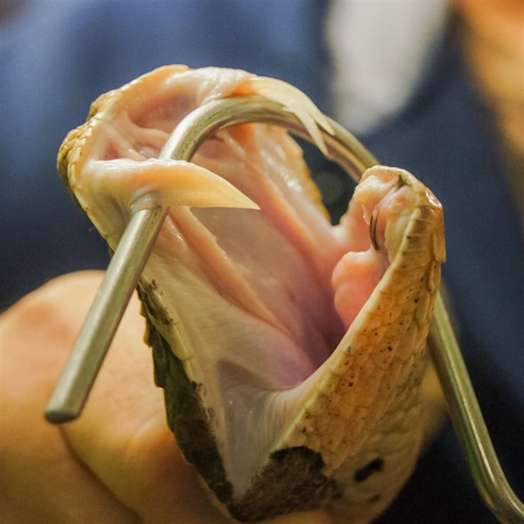 Venomous Snake Show product image