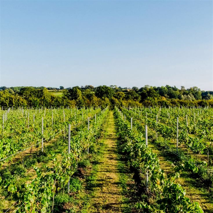 Luxury Under the Stars with Breakfast, Wine Tasting and Tour product image