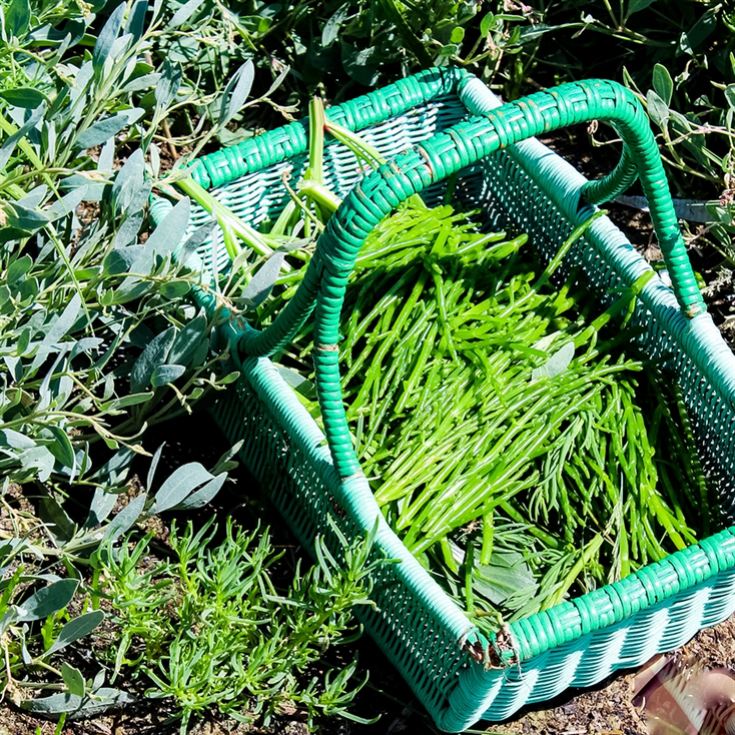 Coastal Foraging & Feasting product image