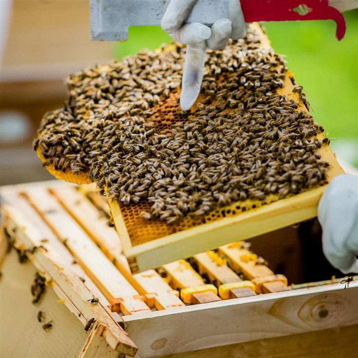 Hiver's Rural Beekeeping and Beer Tasting for Two product image