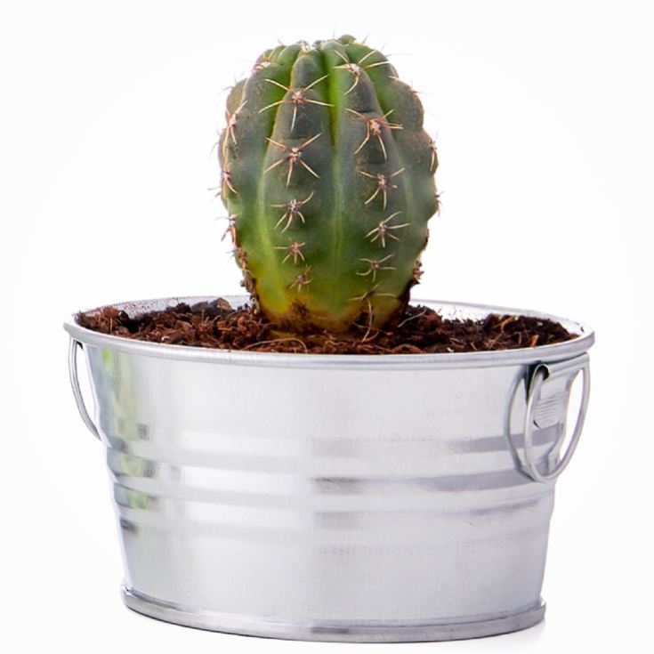 Grow Your Own Cactus Plant product image