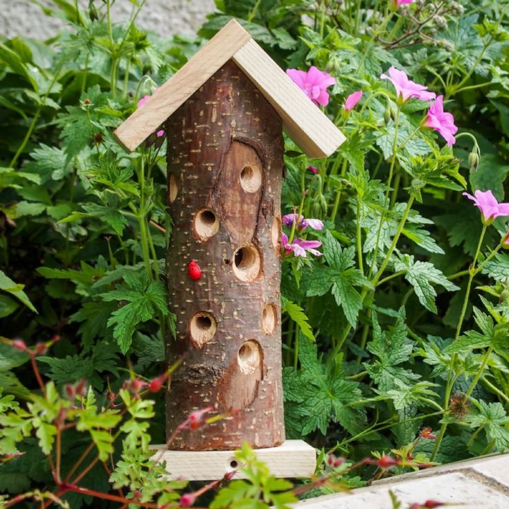 Ladybird House product image