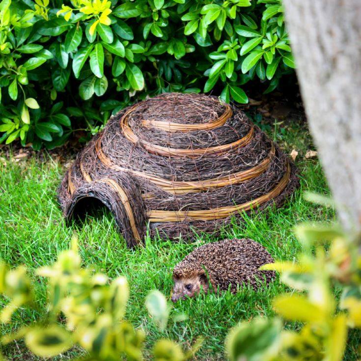 Igloo Hedgehog Home product image