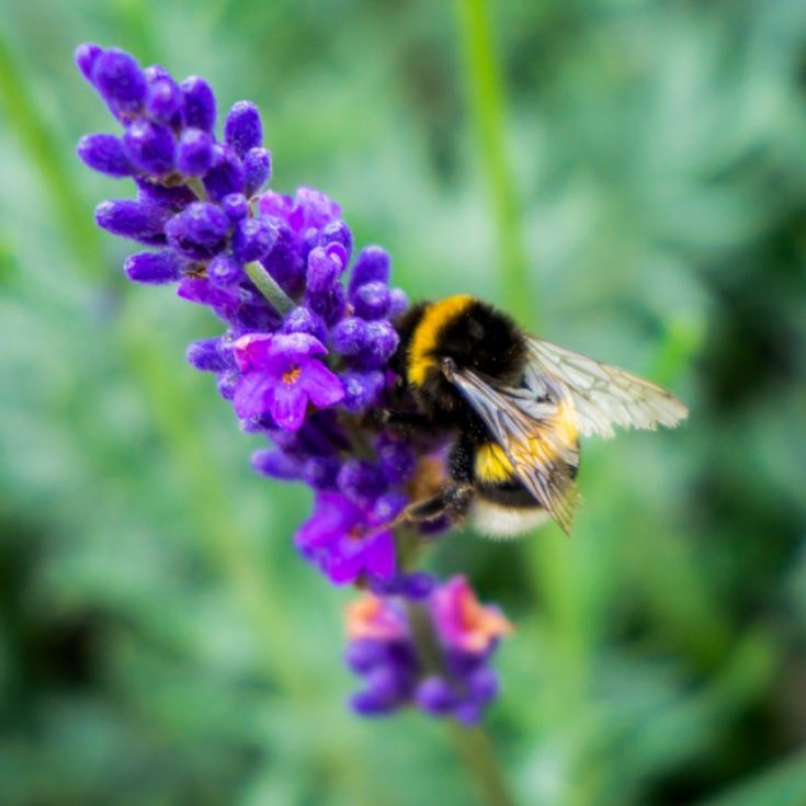 For The Love Of Bees Gift pack product image