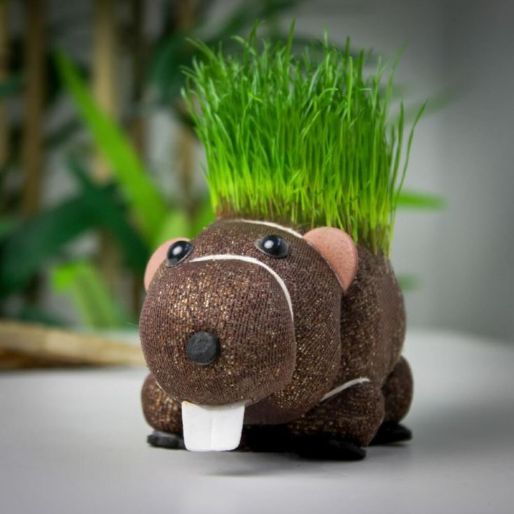 Grow Your Own Hairy Beaver Plant product image