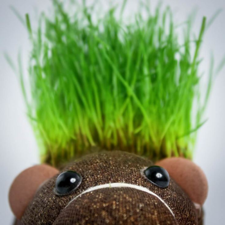 Grow Your Own Hairy Beaver Plant product image