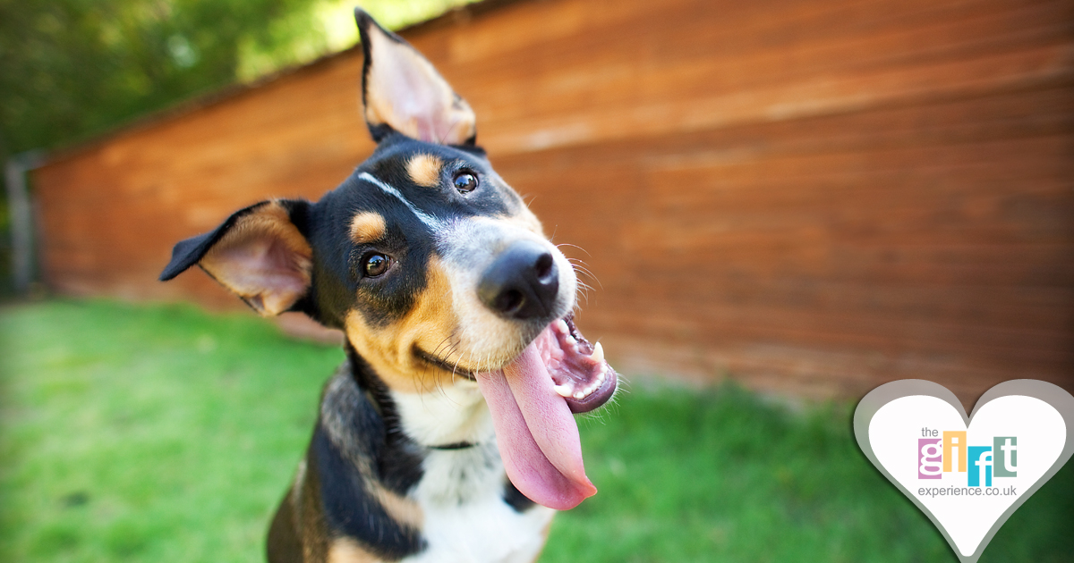 An adorable dog with his tongue out