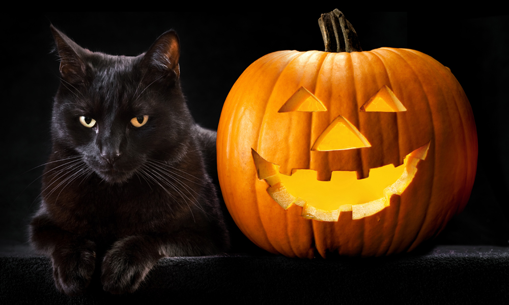 halloween_cat.jpg halloween_cat.jpg